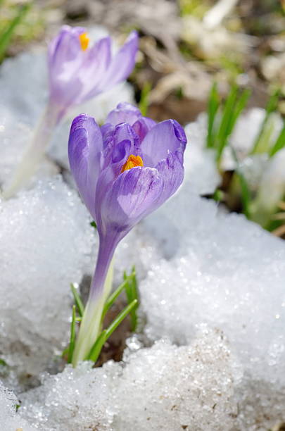 istock Purple Crocuses in snow 618844414