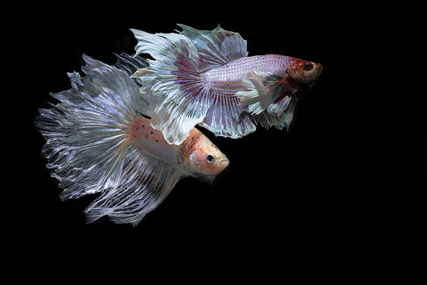 istock Betta fish, siamese fighting fish, betta splendens on black 618844988
