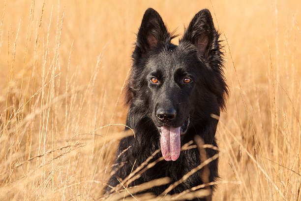 istock Portrait of German Shepherd 618845036