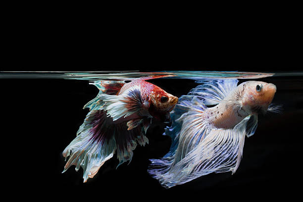 istock Betta fish, siamese fighting fish, betta splendens on black 618845146