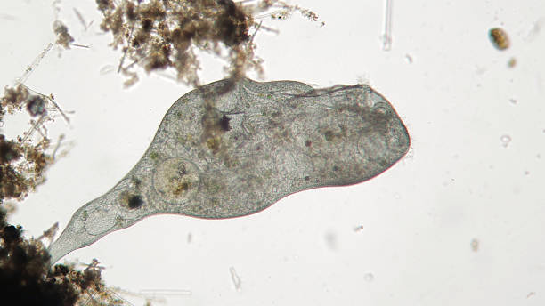 istock Microorganism Stentor or trumpet animalcules is filter-feeding 618846902
