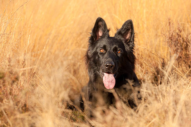 istock Portrait of Black German Shepherd 618846928