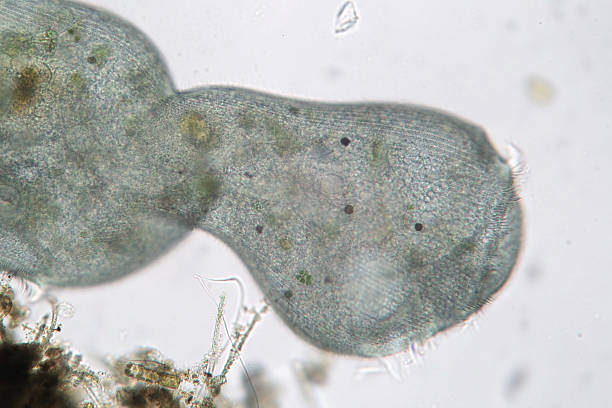 istock Shape transformation of Stentor or trumpet animalcules. Filter-feeding 618846982