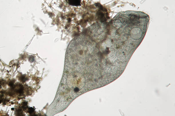 istock Stentor or trumpet animalcules is filter-feeding microorganism 618847030