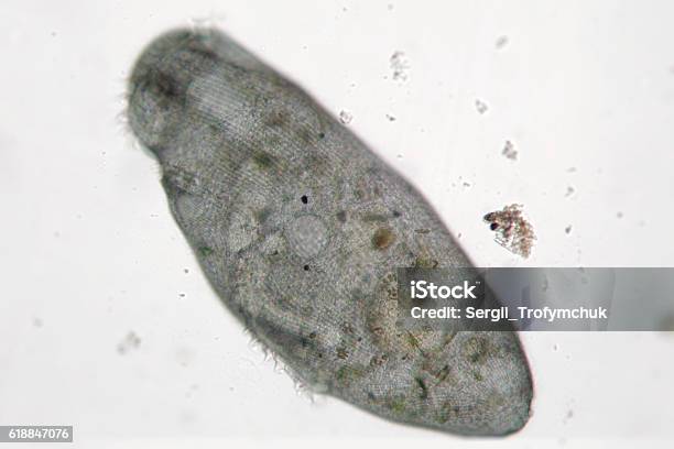 Freshwater Stentor Or Trumpet Animalcules Heterotrophic Microorganism Is Moving Stock Photo - Download Image Now