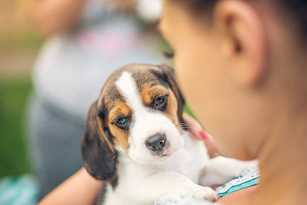 istock Girl with beagle puppies 618847944