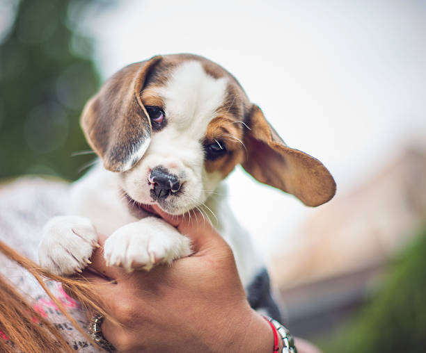 istock Girl with beagle puppies 618847948