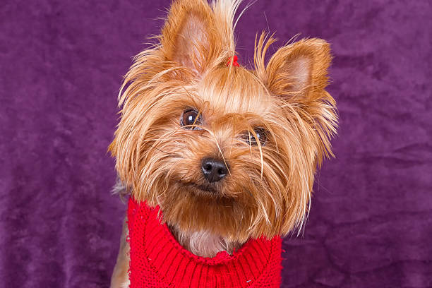 istock Dog yorkshire terrier is sitting on carpet 618847956