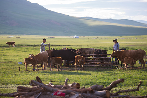 Arvaikheer, Mongolia - July 10, 2016: Members of a nomadic family herds a group of cows to prepare for milking in the grasslands of central Mongolia.