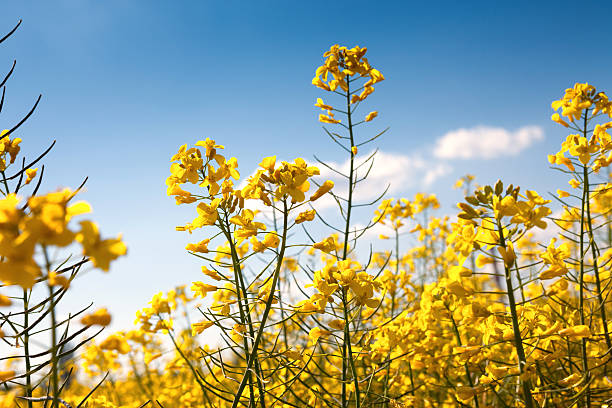istock Beautiful view on canola flowers 618849420