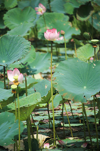 istock Beautiful pink lotus in swamp 618849628