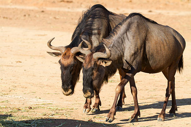 The wildebeests, also called gnus or wildebai, are a genus of antelopes, Connochaetes. They belong to the family Bovidae, which includes antelopes, cattle, goats, sheep and other even-toed horned ungulates. Connochaetes includes two species, both native to Africa: the black wildebeest(the one in the photo), or white-tailed gnu (C. gnou); and the blue wildebeest, or brindled gnu (C. taurinus).