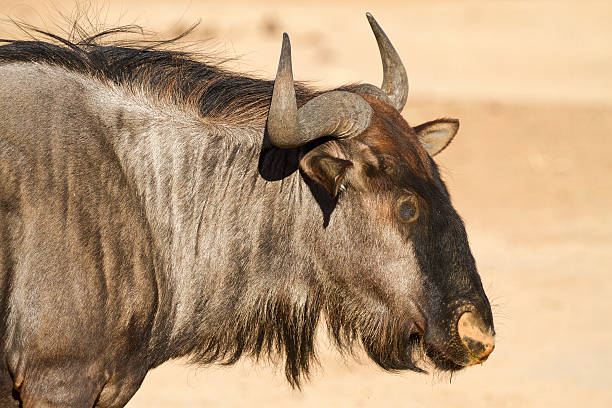 Wildebeest in savannah, National park of Kenya, Africa