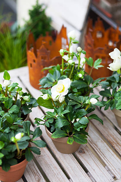 istock White flowers in autumn 618851424