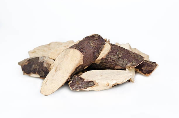 istock Trigonostemon reidioides Kurz Craib isolated on white 618851682