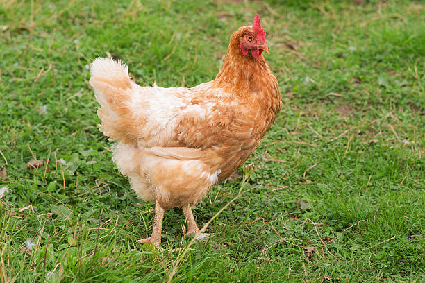 istock portrait of a brown chicken 618851828