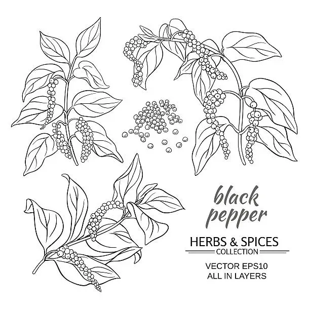 Vector illustration of black ground pepper