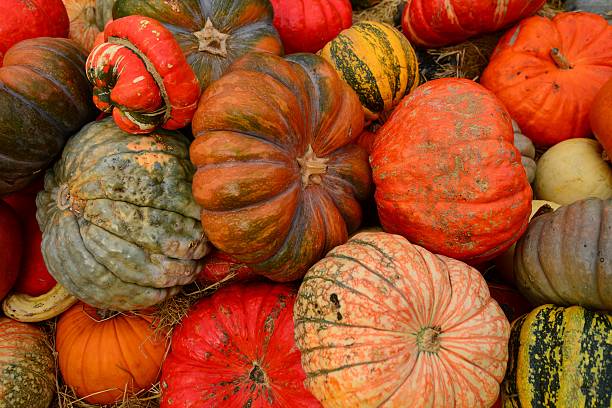 istock Gourds and pumpkins 618852144
