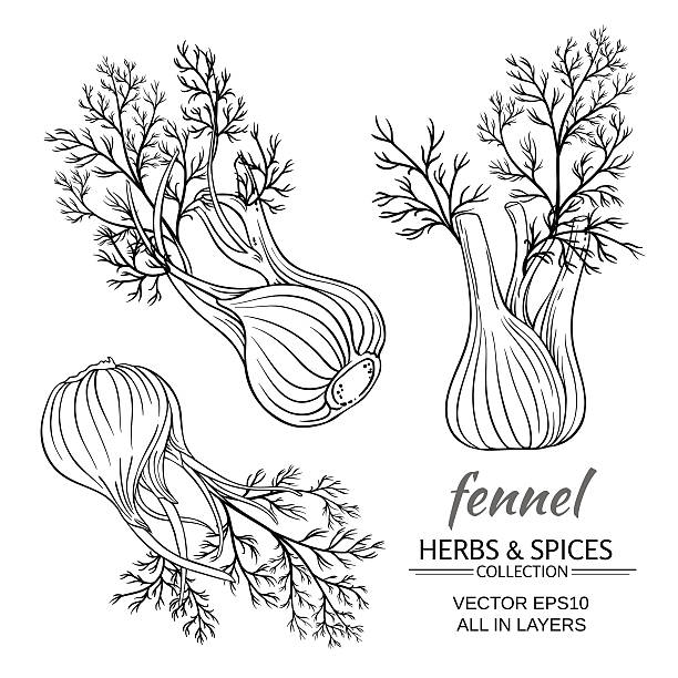 fennel vector set fresh fennel vector set on white background engraving food onion engraved image stock illustrations