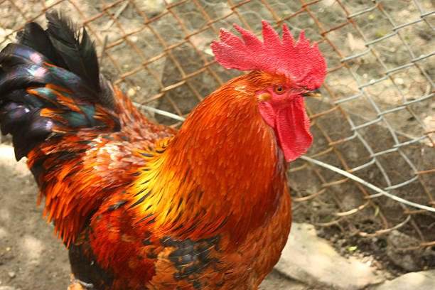 Red cock, naturaly grown in a bio farm..
