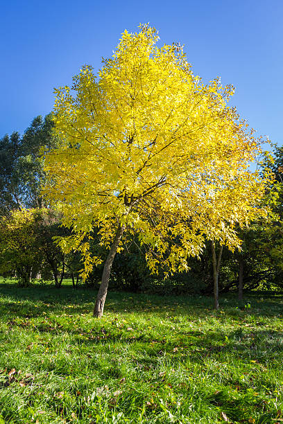 istock Lonely tree with yellow leaves and blue sky. 618853532