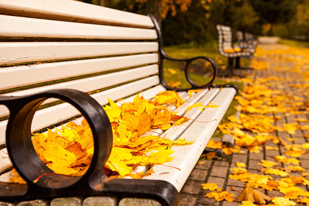 Bench with golden maple leaves stock photo