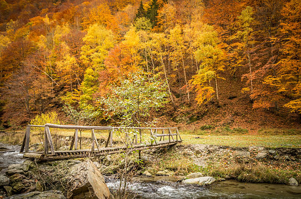 istock Autumn in the forest. 618854694