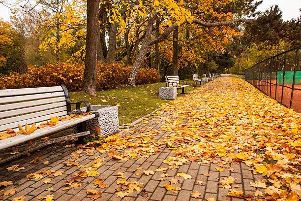 Golden autumn in city park stock photo