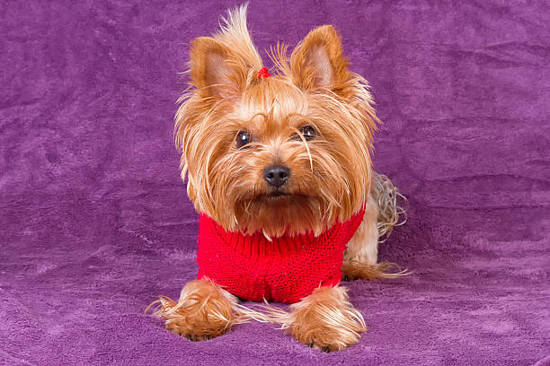 istock Dog yorkshire terrier is sitting on carpet 618855022