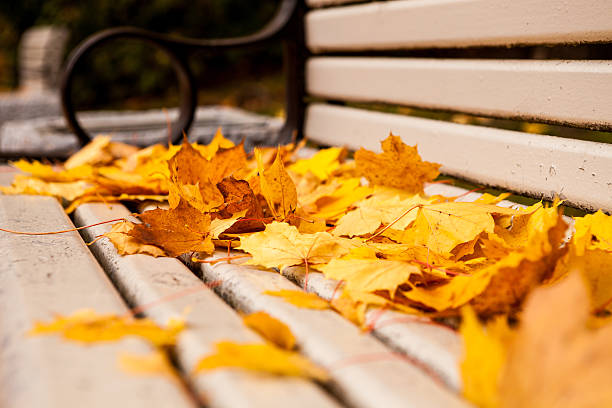 Bench with golden maple leaves stock photo