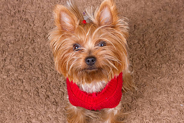 istock Dog yorkshire terrier is sitting on carpet 618855128