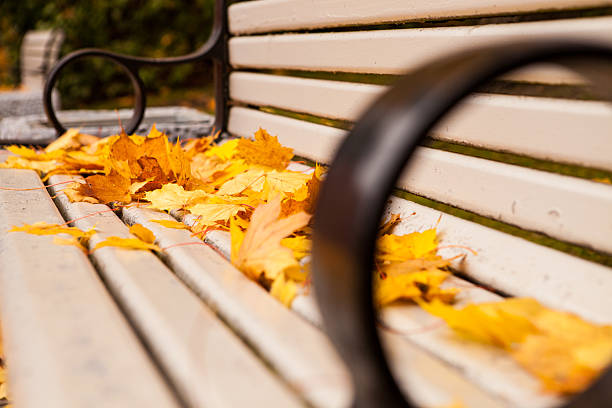 Bench with golden maple leaves stock photo