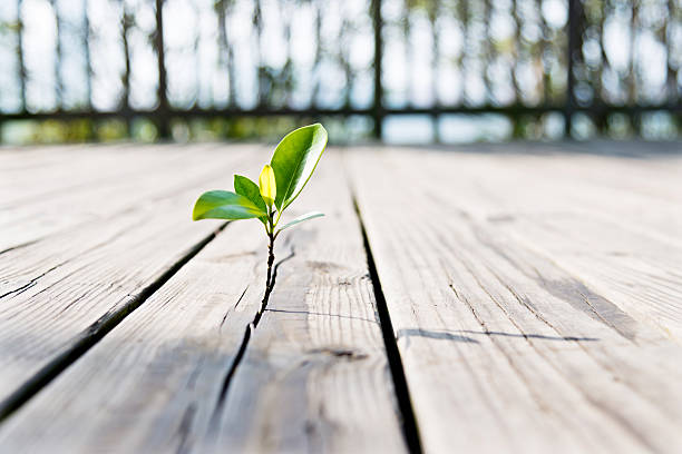 istock Young plant come from the wooden floor 618855260