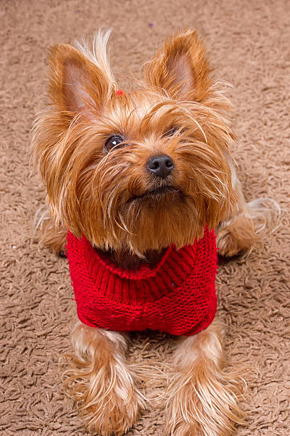 istock Dog yorkshire terrier is sitting on carpet 618855420