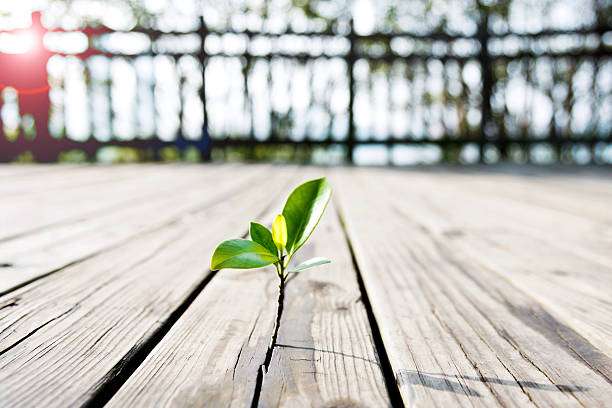 istock Young plant come from the wooden floor 618855482
