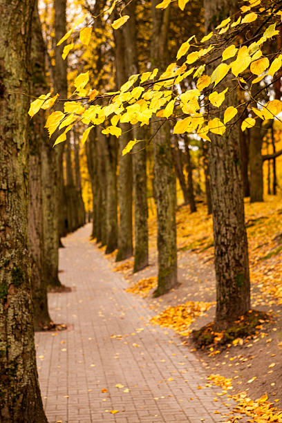 Alee in autumn city park stock photo