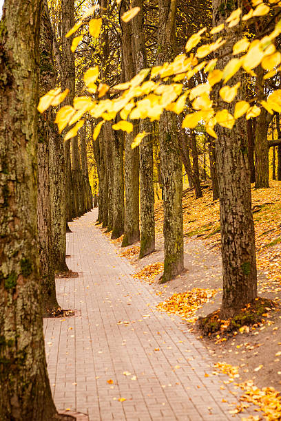 Alee in autumn city park stock photo