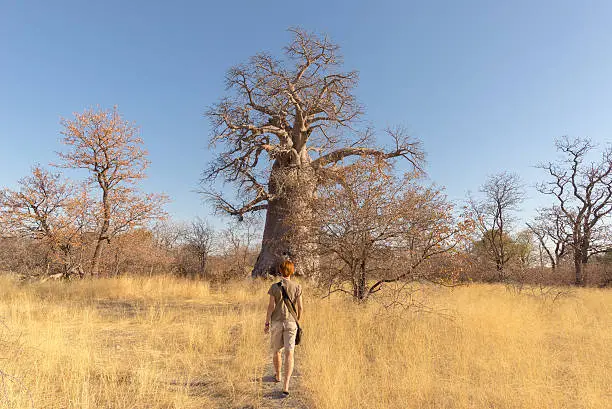 Tourist walking in the african savannah towards huge Baobab plant and Acacia trees grove. Clear blue sky. Adventure and exploration in Botswana, one of the most attractive travel destionation in Africa.