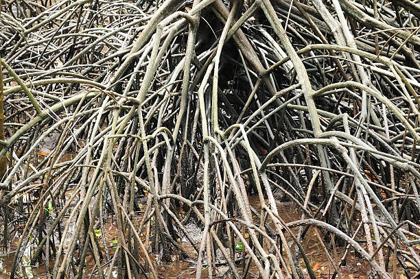 istock Mangrove forest with roots prevent soil erosion 618856114