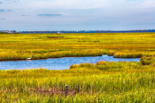 Tidal fresh water marshes in southern New Jersey on beautiful day. Marsh is covered with non-woody vegetation. Marshes are typically found along shallow edged ponds and lakes as seen here. They are important as bird habitats. An egret is in the shot taken with a Canon 5D Mark III.