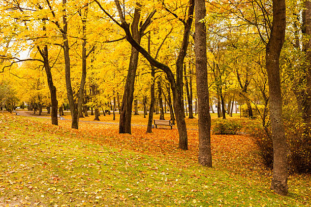 Golden autumn in city park stock photo