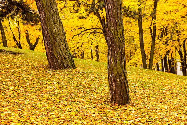 Golden autumn in city park stock photo