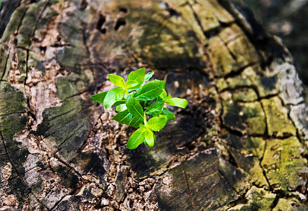 istock New life from old stump 618857280