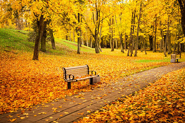 Golden autumn in city park stock photo