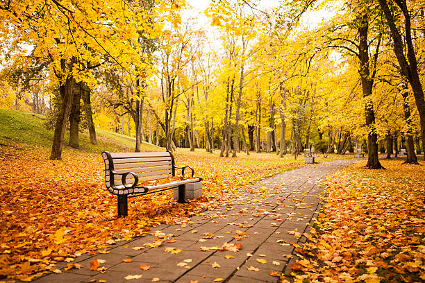 Golden autumn in city park stock photo