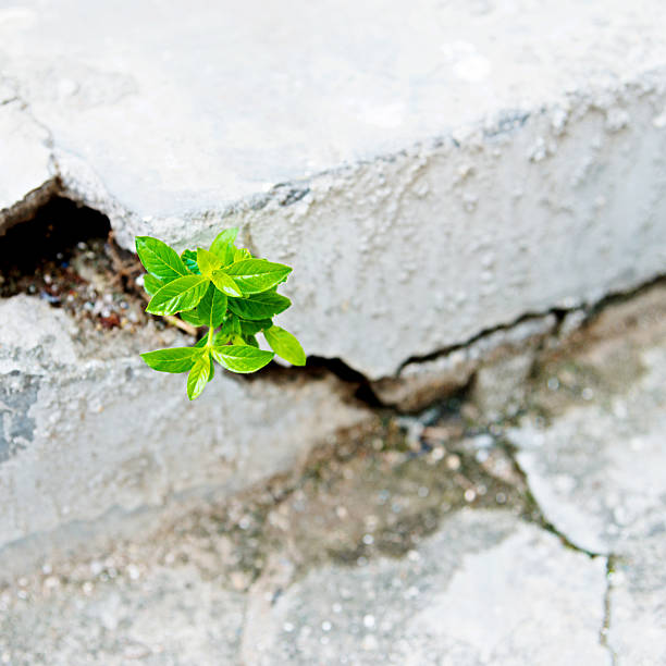 istock Young plant growing out of concrete 618857946