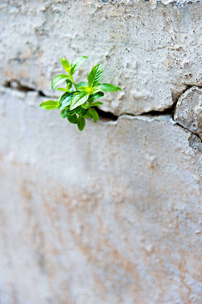 istock Young plant growing in a concrete wall 618858244