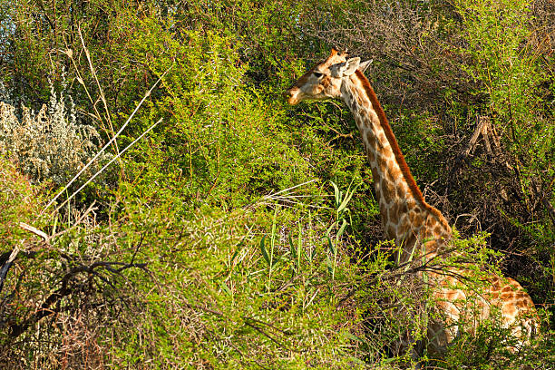 istock Giraffe in African savannah in Karoo area 618858342