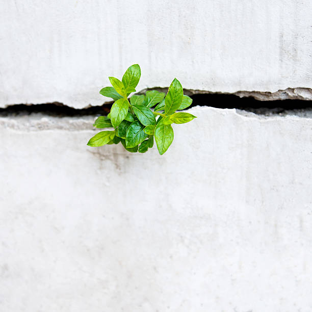 istock Young plant growing in a concrete wall 618858344