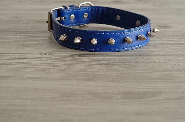 Different leather dog collars on white background, top view